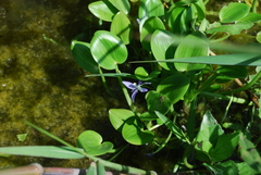 Pontederiaceae