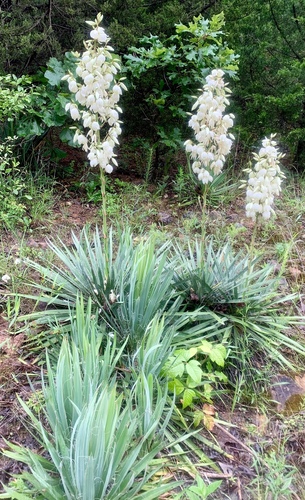 Yucca filamentosa