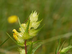 Rhinanthus glacialis