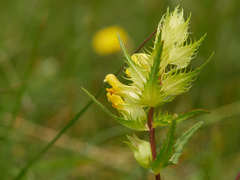 Rhinanthus glacialis