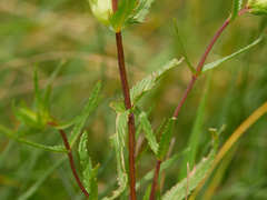 Rhinanthus glacialis