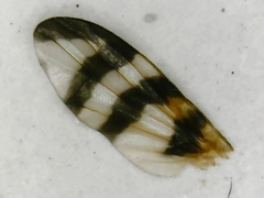 Urophora