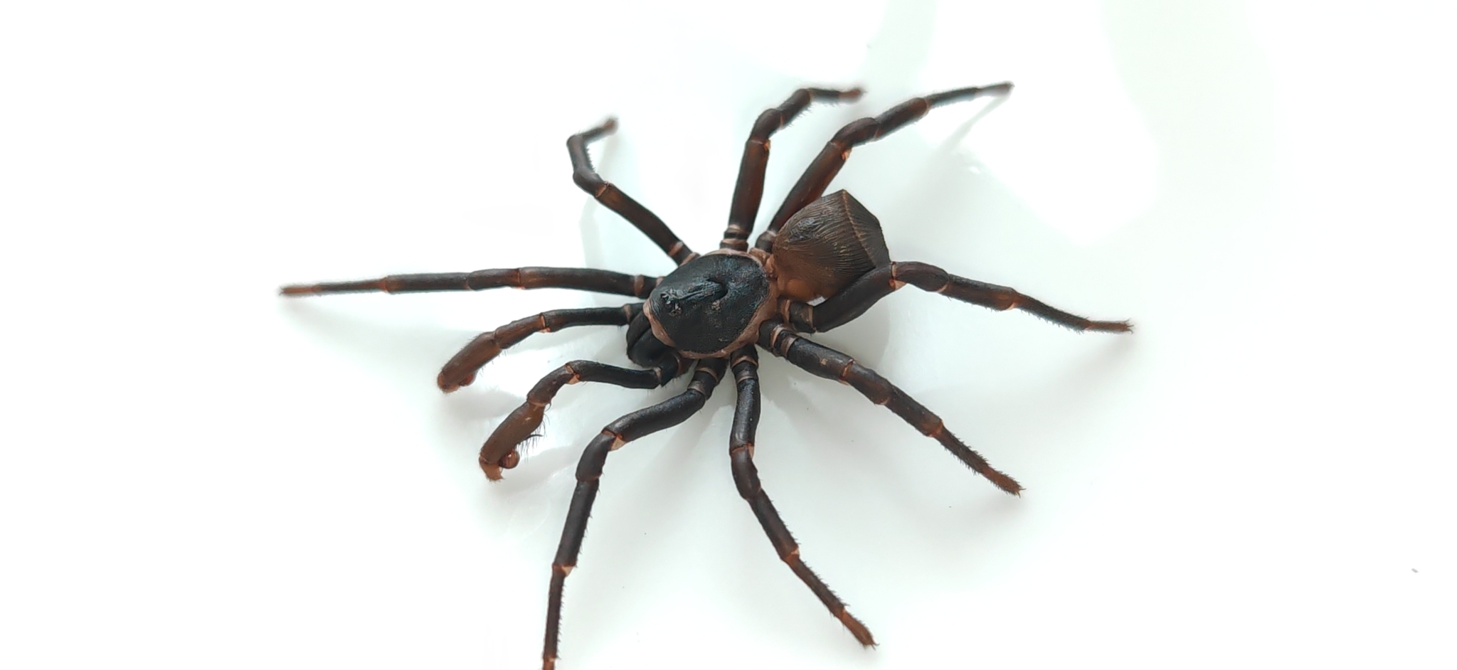 Guangxi Turret Rump Trapdoor Spider (Cyclocosmia ricketti