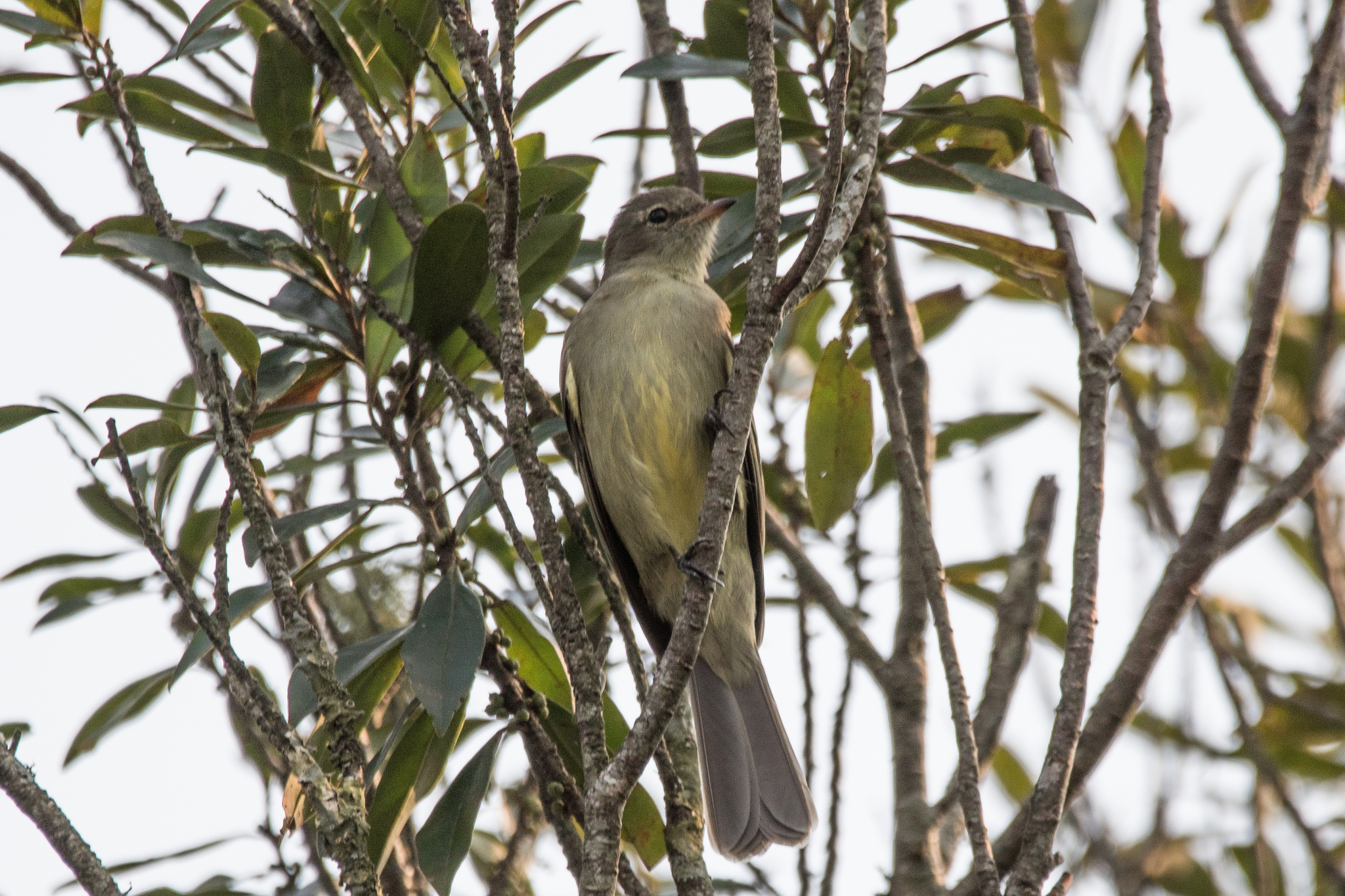 Small-headed Elaenia (Elaenia sordida), photo 9