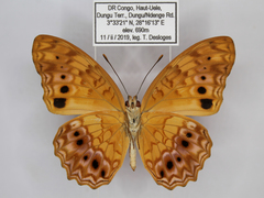 Phalanta eurytis eurytis