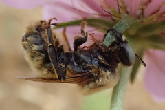 Melitturga clavicornis