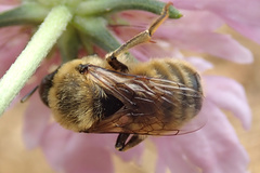 Melitturga clavicornis