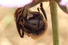 Melitturga clavicornis