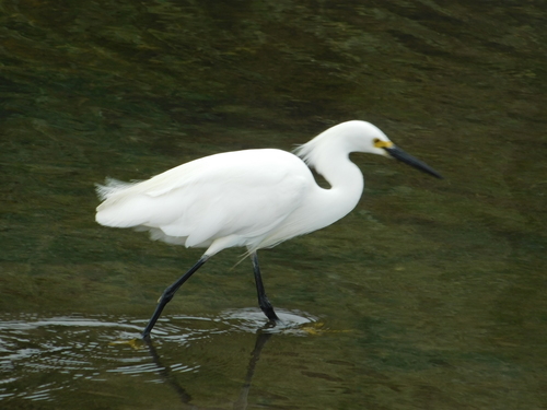 iNaturalist observation photo of Snowy Egret