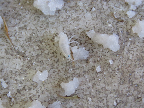 Atlantorchestoidea brasiliensis