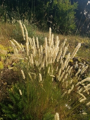 Melica transsilvanica