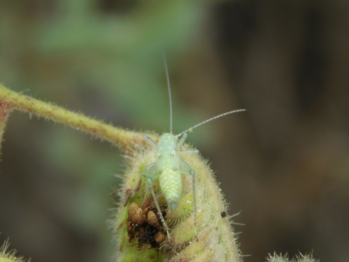 iNaturalist observation photo of Common Tree Crickets