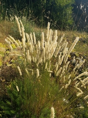 Melica transsilvanica