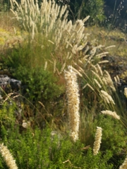 Melica transsilvanica