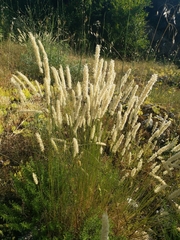 Melica transsilvanica