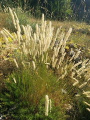 Melica transsilvanica