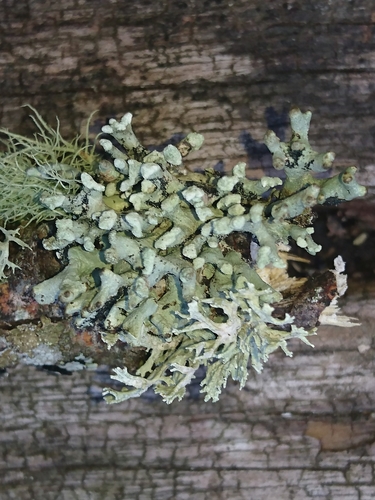 Powder-headed Tube Lichen