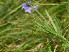 Veronica austriaca