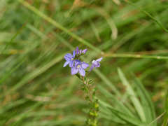 Veronica austriaca