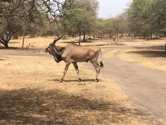 Tragelaphus derbianus
