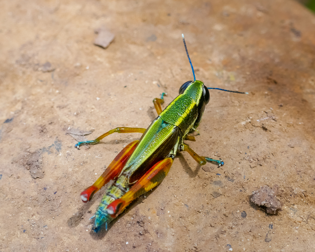Tauchira rufotibialis