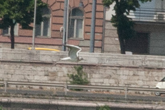 Chroicocephalus ridibundus