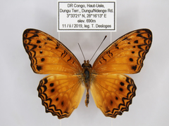 Phalanta eurytis eurytis