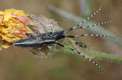 Agapanthia suturalis
