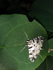 Conchylodes salamisalis