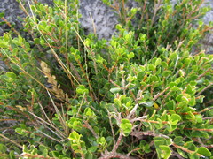 Agathosma venusta