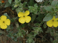 Camissoniopsis cheiranthifolia cheiranthifolia