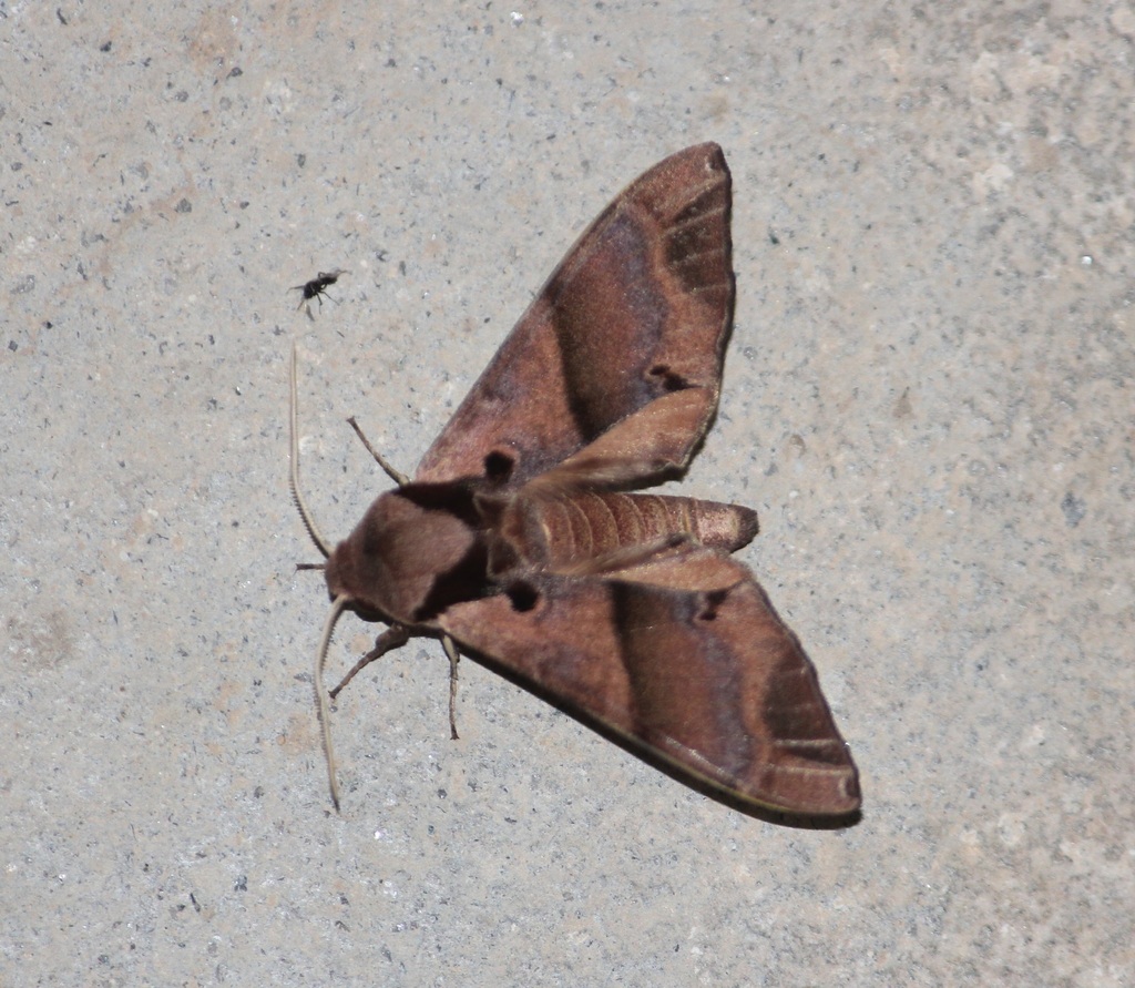 Agnosia microta