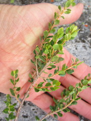 Agathosma venusta