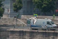 Chroicocephalus ridibundus