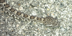 Crotalus stephensi