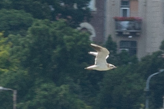 Chroicocephalus ridibundus