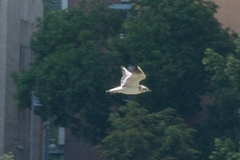 Chroicocephalus ridibundus