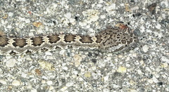 Crotalus stephensi