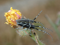 Agapanthia suturalis