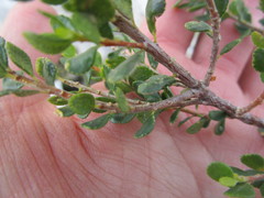 Agathosma venusta