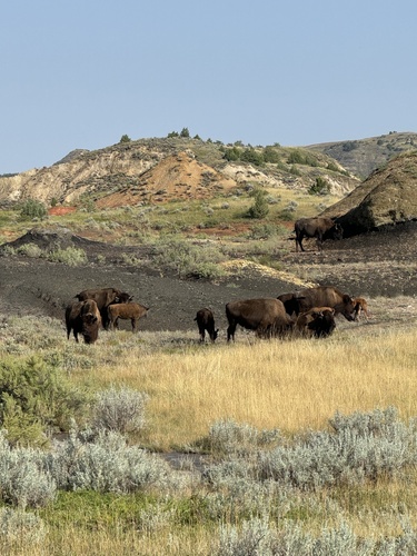 American Bison photographed in North Dakota