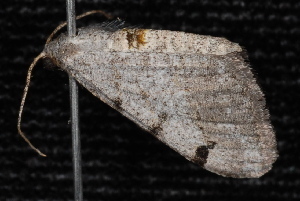 Digrammia triviata