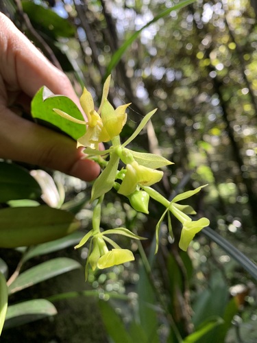 Epidendrum jamaicense Lindl.