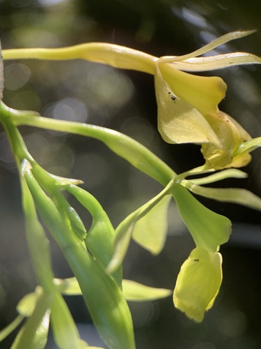 Epidendrum jamaicense Lindl. 3