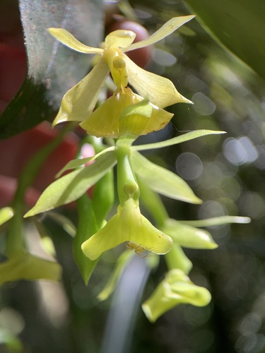 Epidendrum jamaicense Lindl. 2
