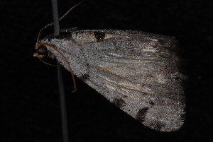 Digrammia triviata photo 2