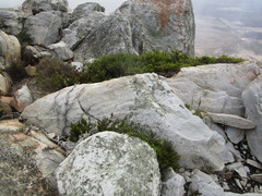 Cliffortia tuberculata