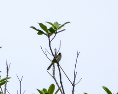 Pycnonotus bimaculatus