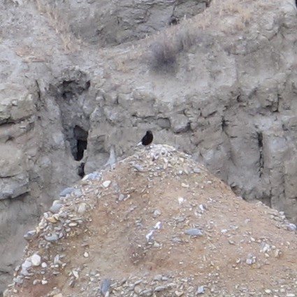 Black Wheatear (Oenanthe leucura), photo 10