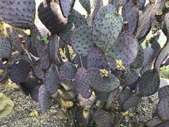 Opuntia santa-rita